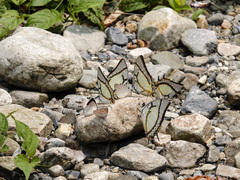 Polyura eudamippus