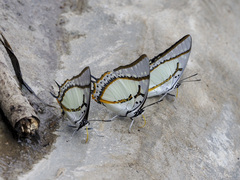 Polyura eudamippus