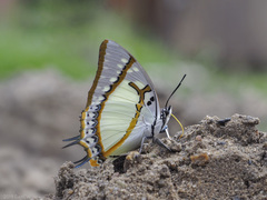 Polyura eudamippus