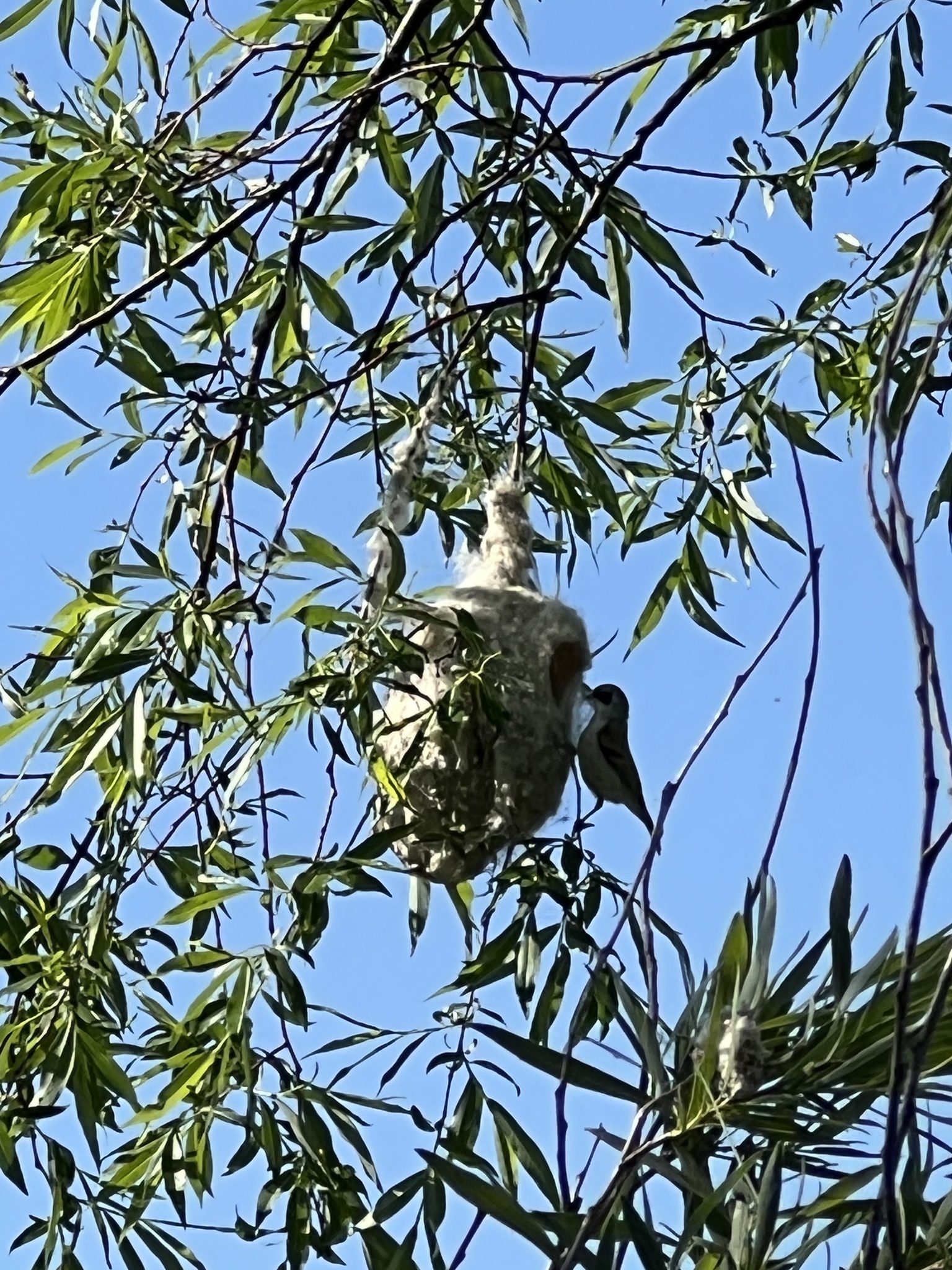 White-crowned Penduline Tit