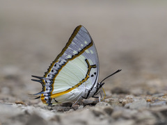 Polyura eudamippus