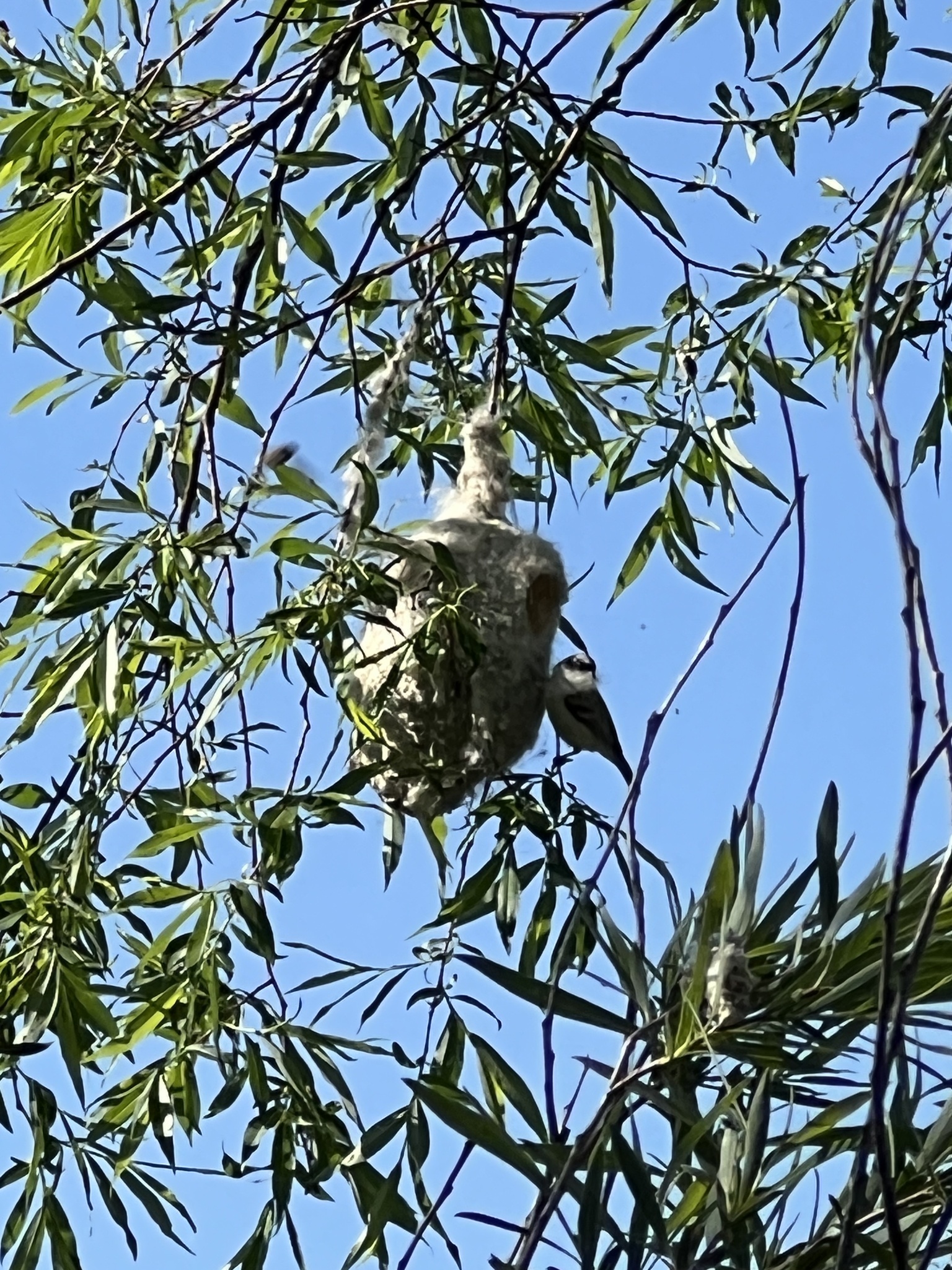 White-crowned Penduline Tit