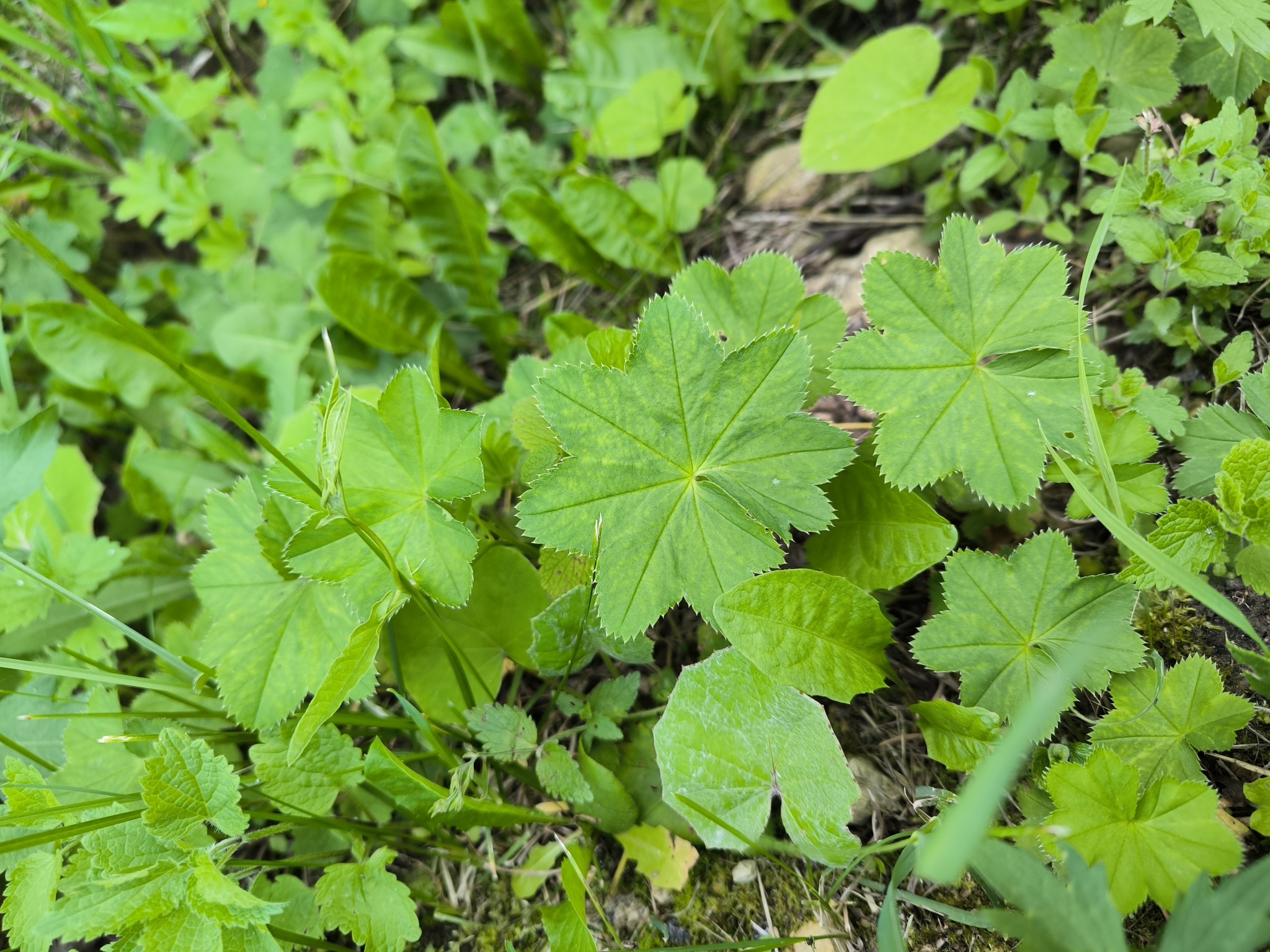 Alchemilla wichurae