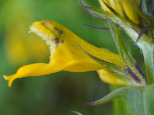 Image of Melampyrum subalpinum by (c) Patrick Hacker, some rights reserved (CC BY)