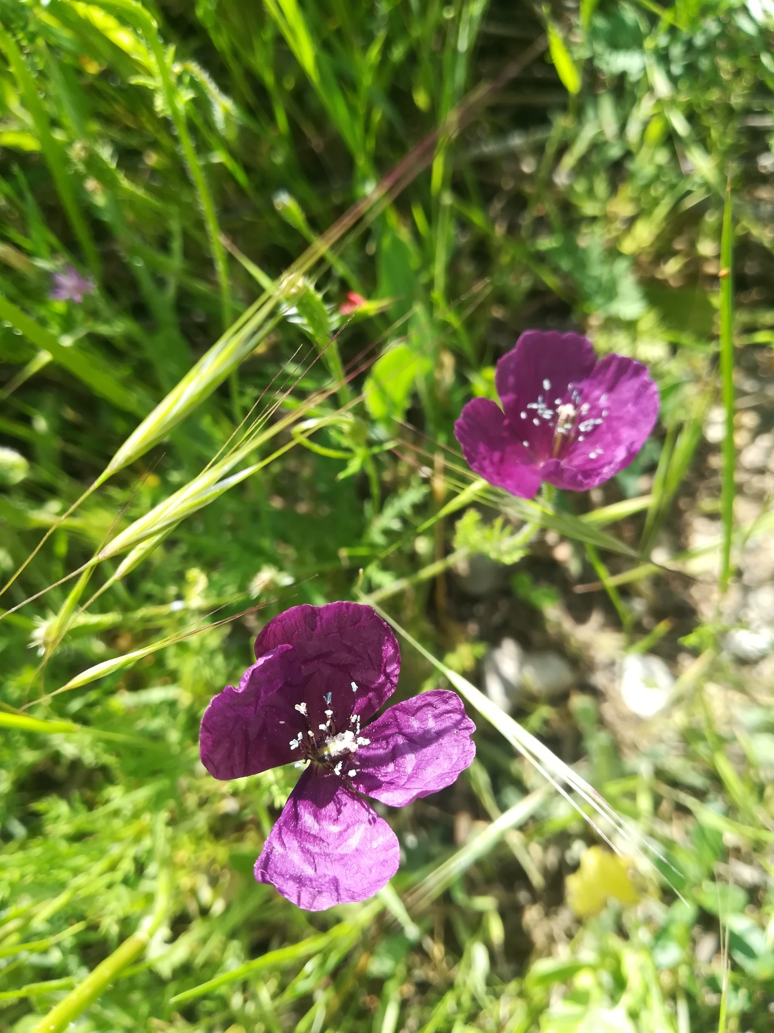 Amapola Morada (Roemeria hybrida) · NaturaLista Mexico