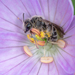 Andrena distans - Photo (c) Heather Holm,  זכויות יוצרים חלקיות (CC BY-NC), הועלה על ידי Heather Holm