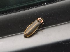 Podabrus brevicollis