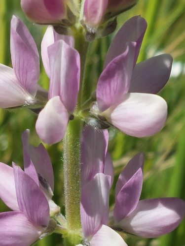 Image of Lupinus hispanicus by (c) Diego Rodríguez Hernández, some rights reserved (CC BY)