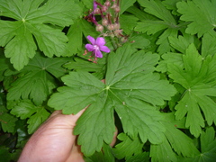 Geranium macrorrhizum