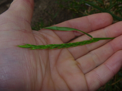 Elymus repens