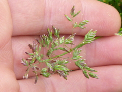 Poa annua