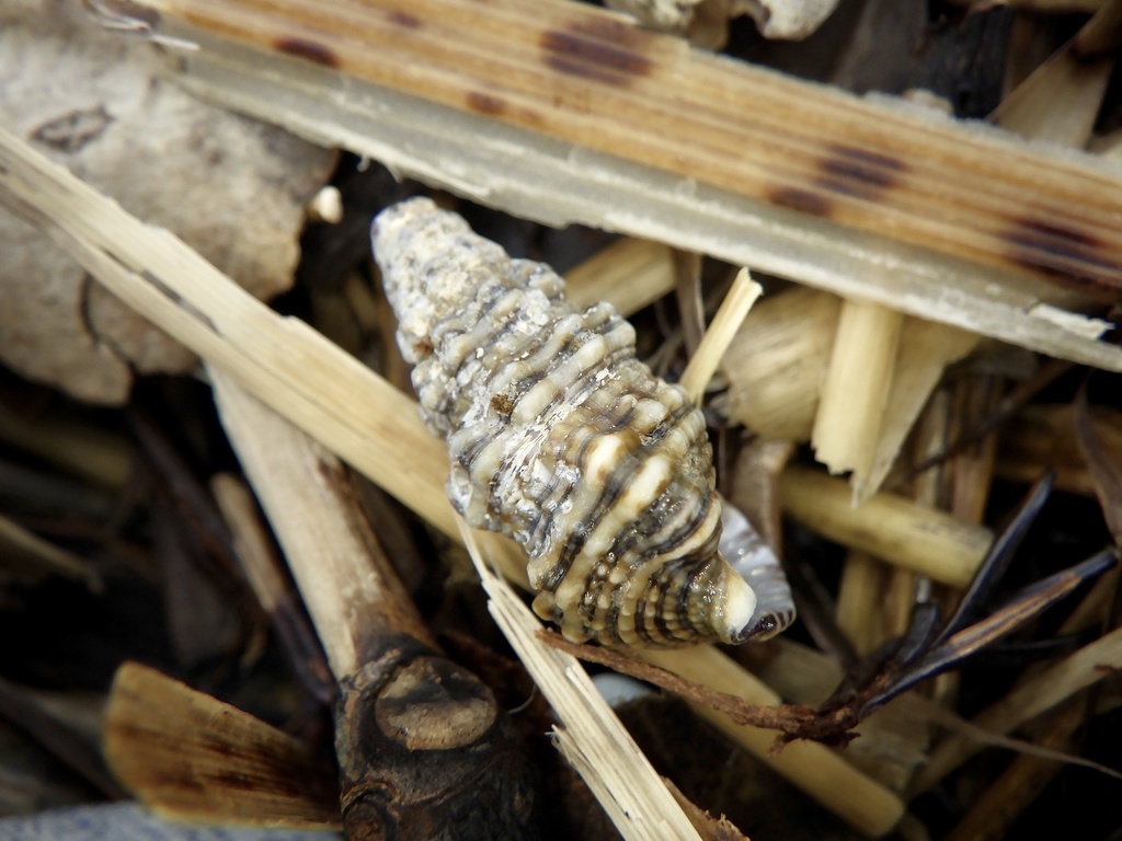 Cerithium dialeucum