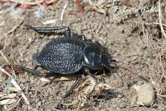 Nyctelia multicristrata