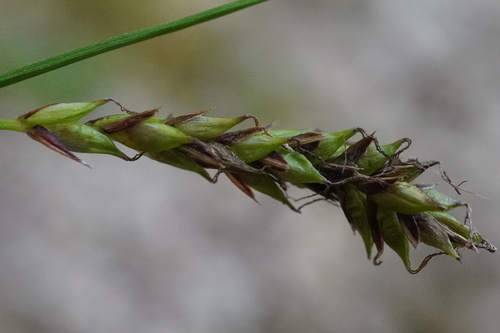 Image of Carex brachystachys by (c) Patrick Hacker, some rights reserved (CC BY)