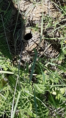 Acanthus dioscoridis