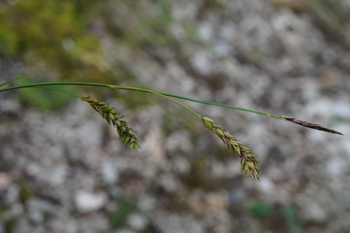 Short-spiked sedge (Carex brachystachys)