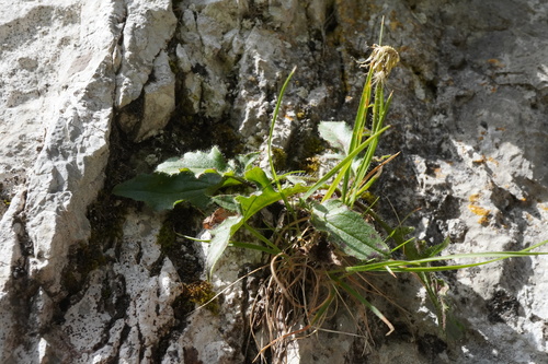 Image of Hieracium humile by (c) Patrick Hacker, some rights reserved (CC BY)