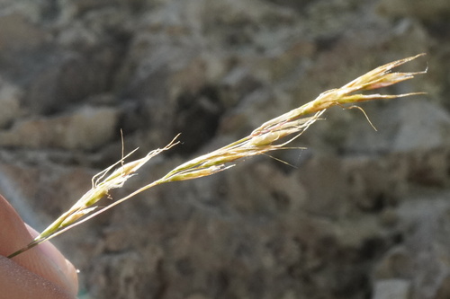 Image of Trisetum Alpestre (Trisetum alpestre) by (c) Patrick Hacker, some rights reserved (CC BY)