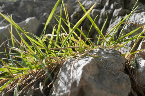 Image of Trisetum Alpestre (Trisetum alpestre) by (c) Patrick Hacker, some rights reserved (CC BY)