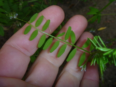 Vicia hirsuta