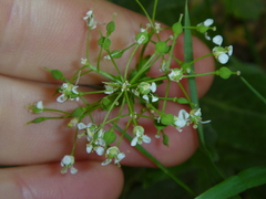Lepidium draba