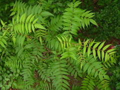 Sorbaria