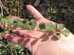 Hosackia crassifolia