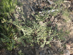 Hosackia crassifolia