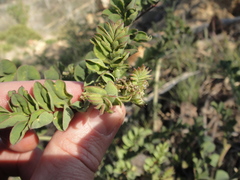 Hosackia crassifolia