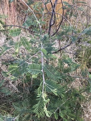 Acacia dealbata