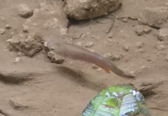 Anablepsoides hartii