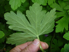 Geranium macrorrhizum