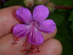 Geranium macrorrhizum
