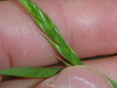 Elymus repens