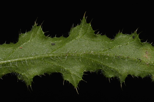 Image of Cirsium repandum by (c) Brian Finzel, some rights reserved (CC BY-SA)