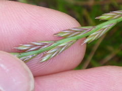 Lolium perenne