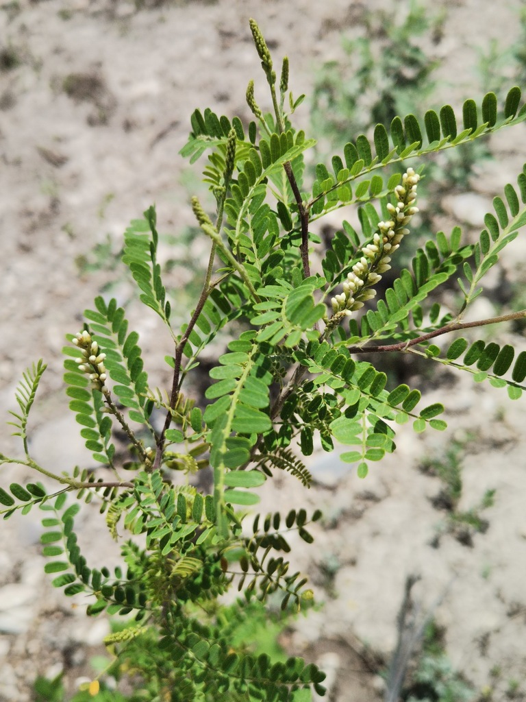 Eysenhardtia texana, Monclova, Coah., México