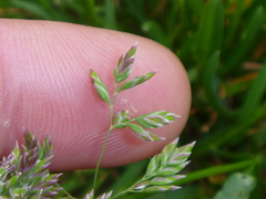 Poa annua