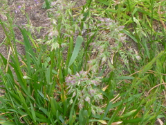 Poa annua