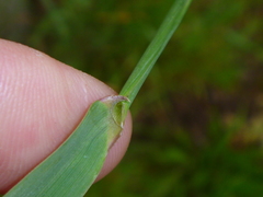 Elymus repens