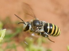 Nomia rubroviridis