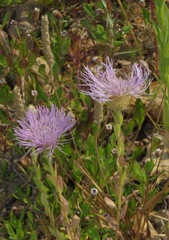 Plectocephalus americanus