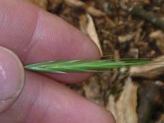 Bromus sterilis