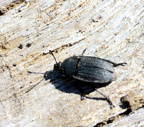 iNaturalist observation photo of Garden Carrion Beetle