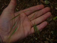 Bromus sterilis