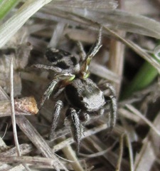 Habronattus cuspidatus