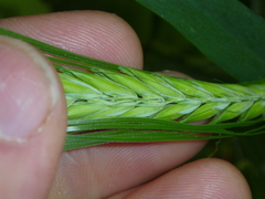 Hordeum