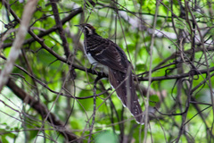 Dromococcyx phasianellus