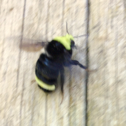 iNaturalist observation photo of Yellow-faced Bumble Bee