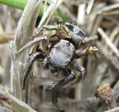 Habronattus cuspidatus